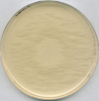 ROGOSA AGAR LACTOBACILLUS SELECTIVE AGAR